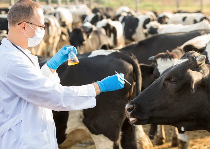 Sos dei veterinari Ssn: carenza organici del 17% e il 32% è over 60,  organici da rimpolpare del 25%. Il "J'accuse" alle Regioni e l'impegno One  Health | Sanità24 - Il Sole 24 Ore